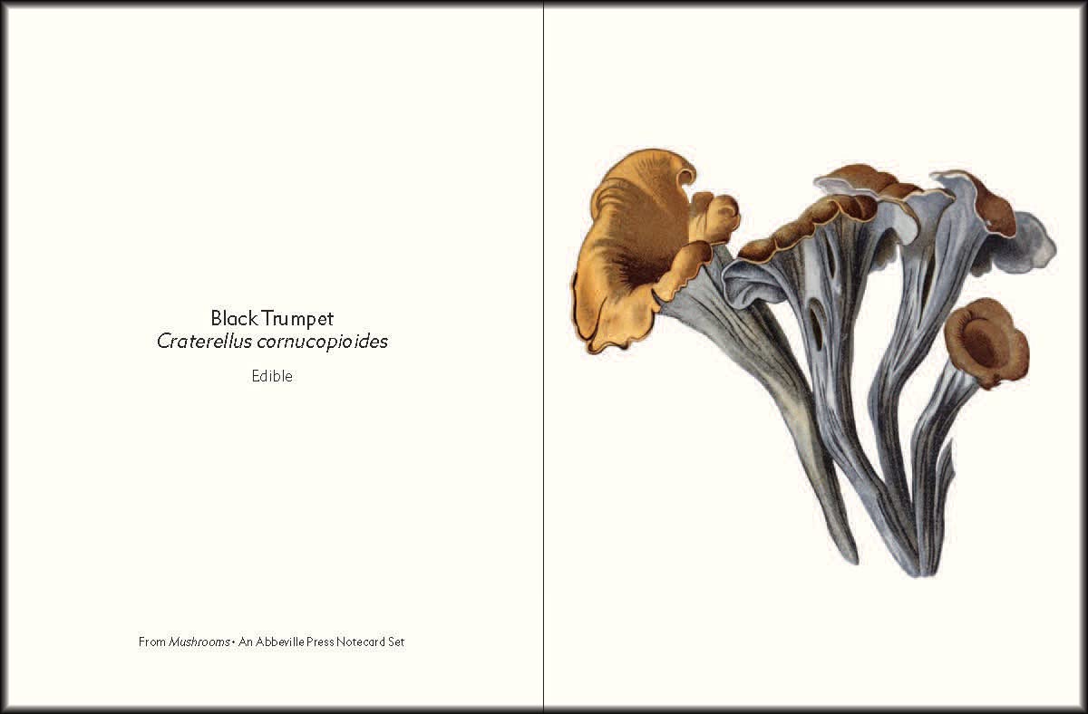 Mushrooms: An Abbeville Notecard Set