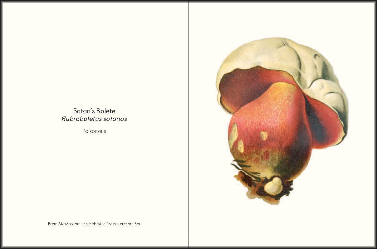 Mushrooms: An Abbeville Notecard Set