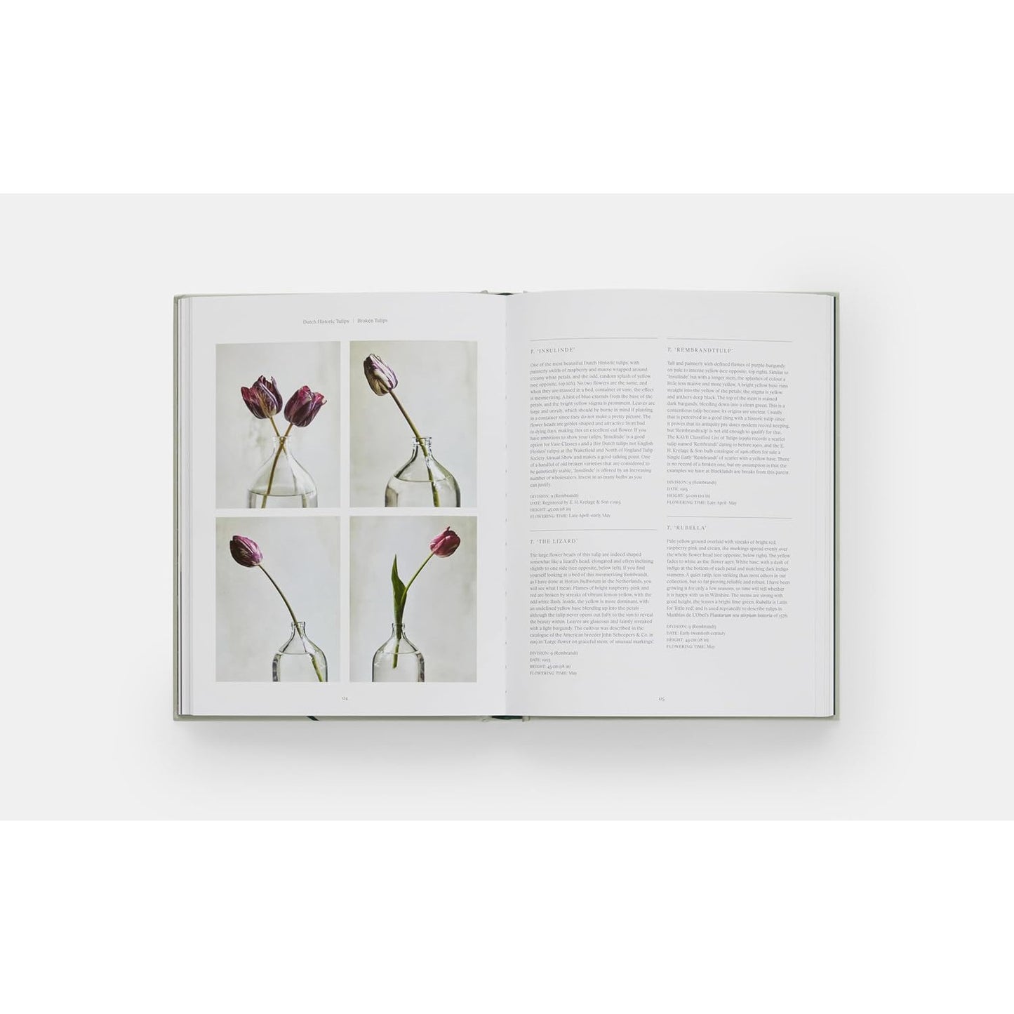 Tulip Garden: Growing and Collecting Species, Rare and Annual Varieties