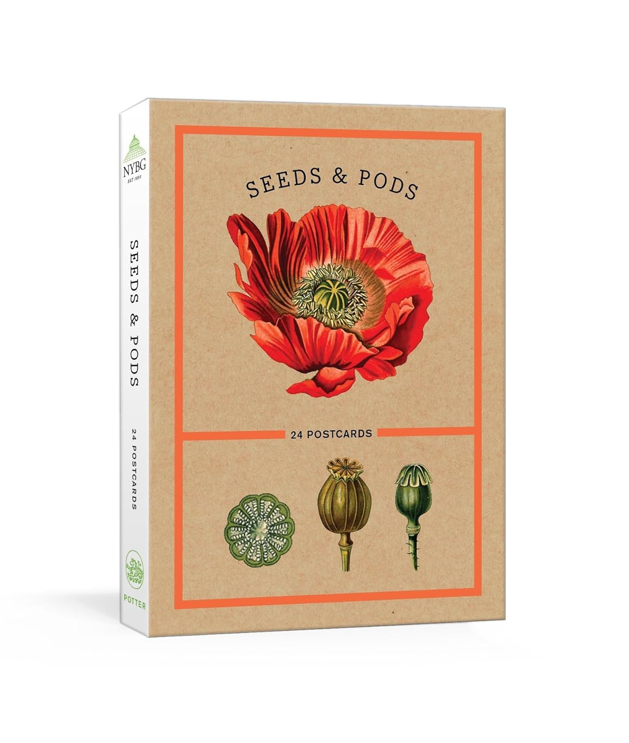 Seeds and Pods Postcard Set