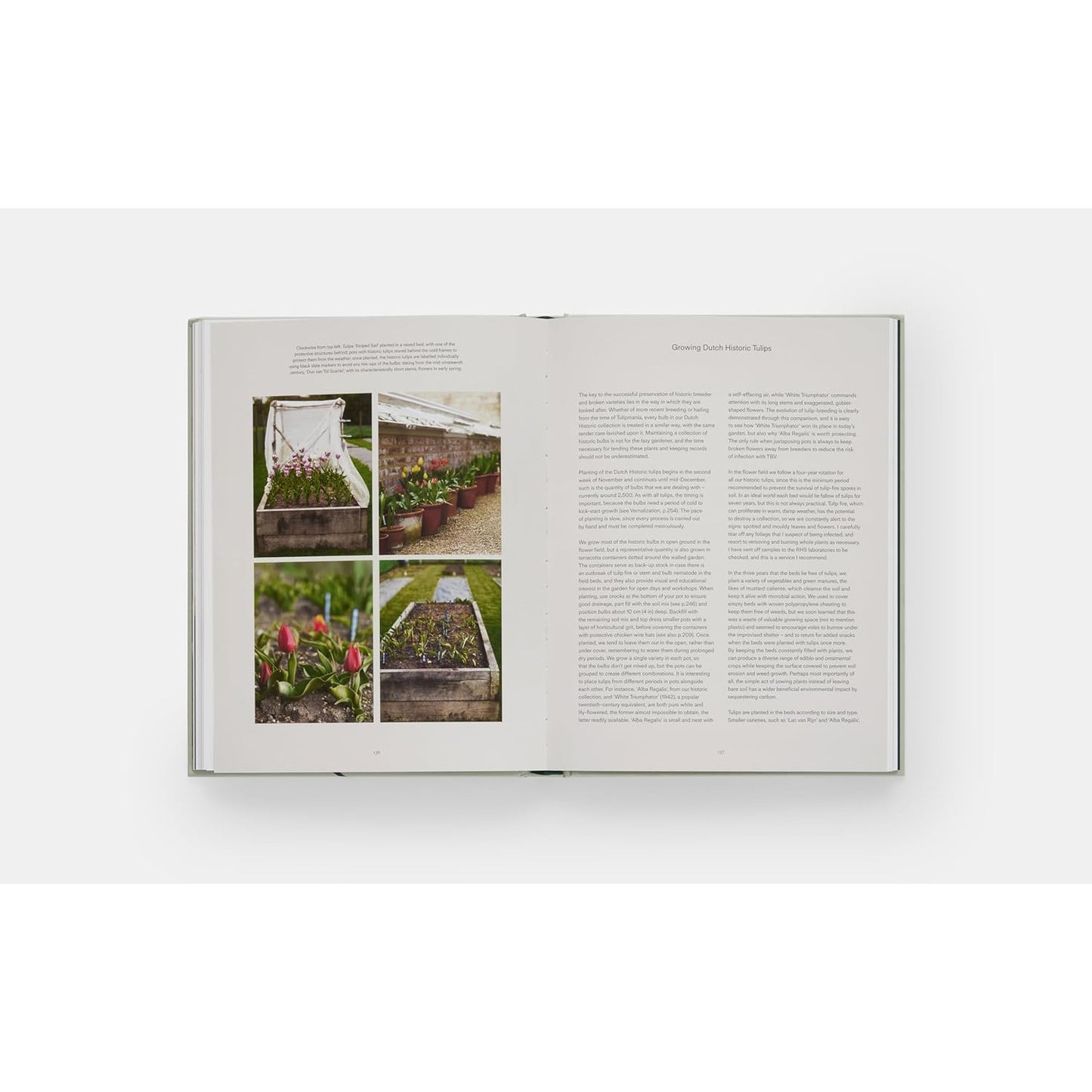 Tulip Garden: Growing and Collecting Species, Rare and Annual Varieties