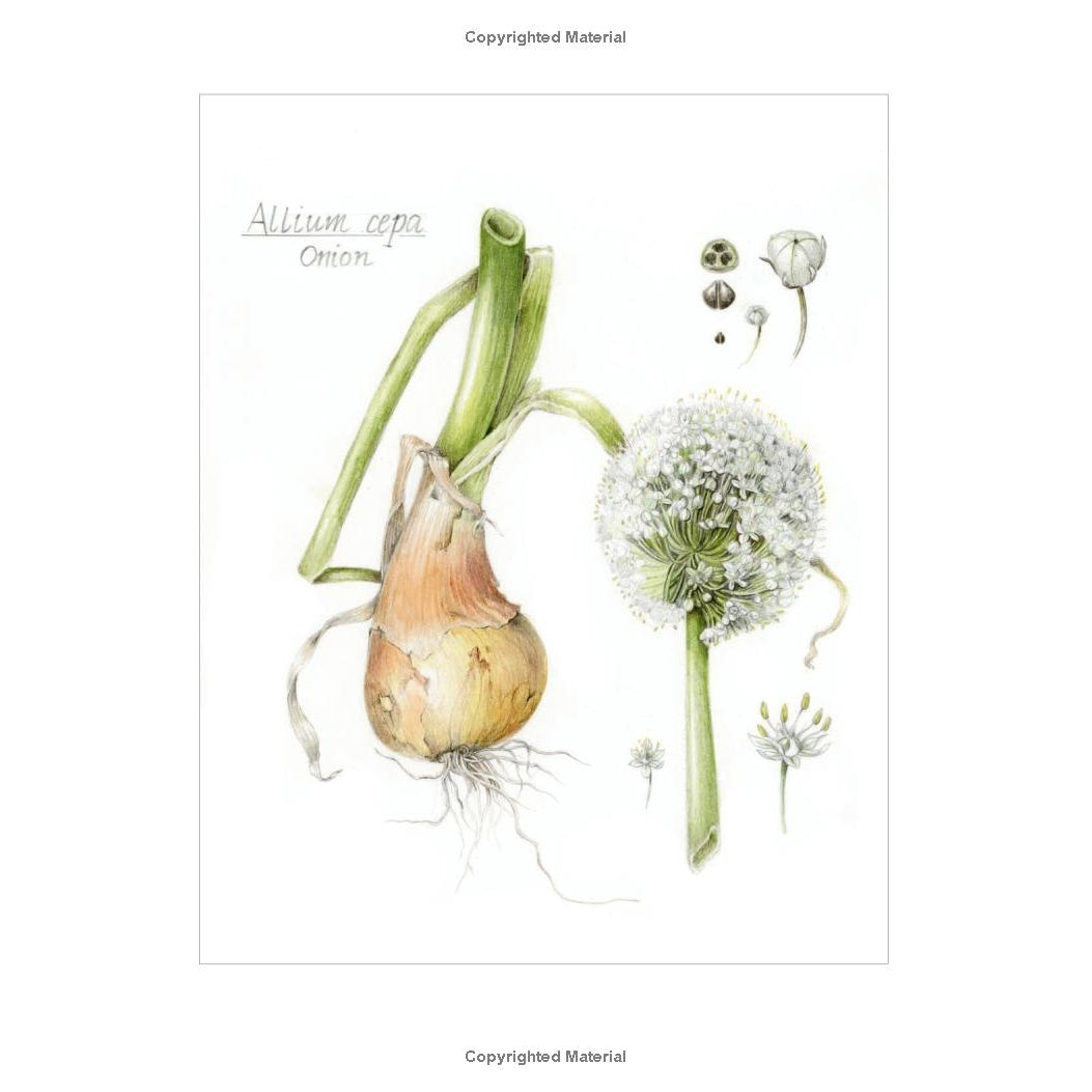 The Joy of Botanical Drawing: A Step by Step Guide to Drawing and Painting Flowers, Leaves, Fruit & More