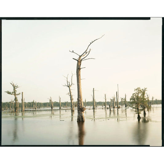 Postcard Richard Misrach Cypress Swamp