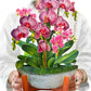 Orchid Oasis Paper Vase