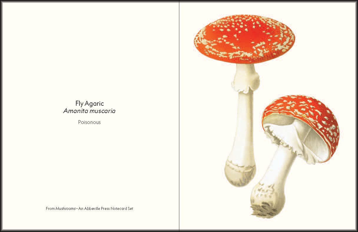 Mushrooms: An Abbeville Notecard Set