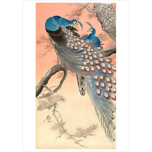 Ohara Shoson Two Peacocks on the Branch of a Tree Notecard