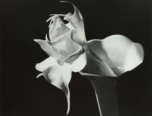PC CUNNINGHAM DATURA