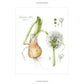 The Joy of Botanical Drawing: A Step by Step Guide to Drawing and Painting Flowers, Leaves, Fruit & More